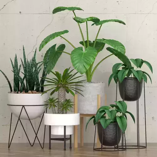 Plants collection 27 3D model