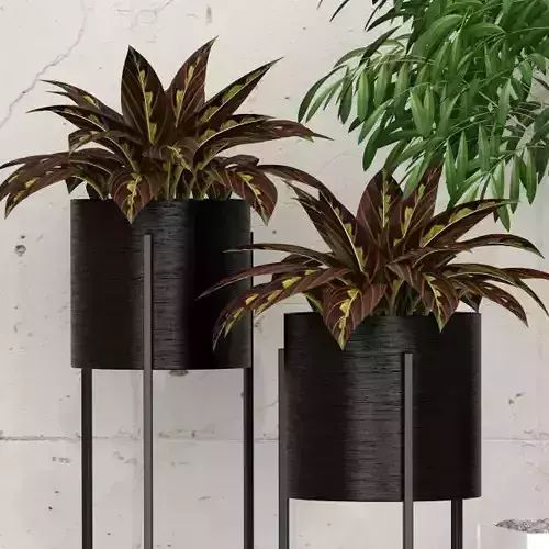 Plants collection 28