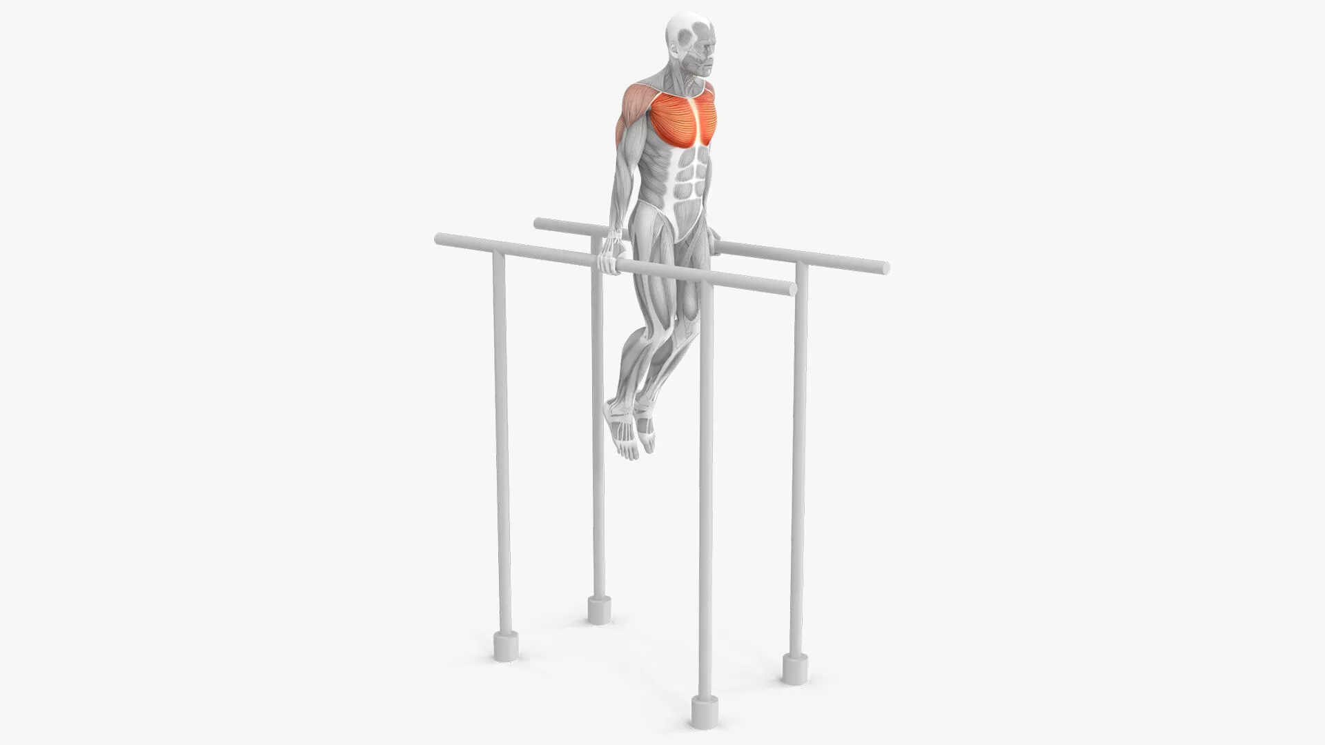 Male Muscular System Chest Dip Animated Rigged 3D model