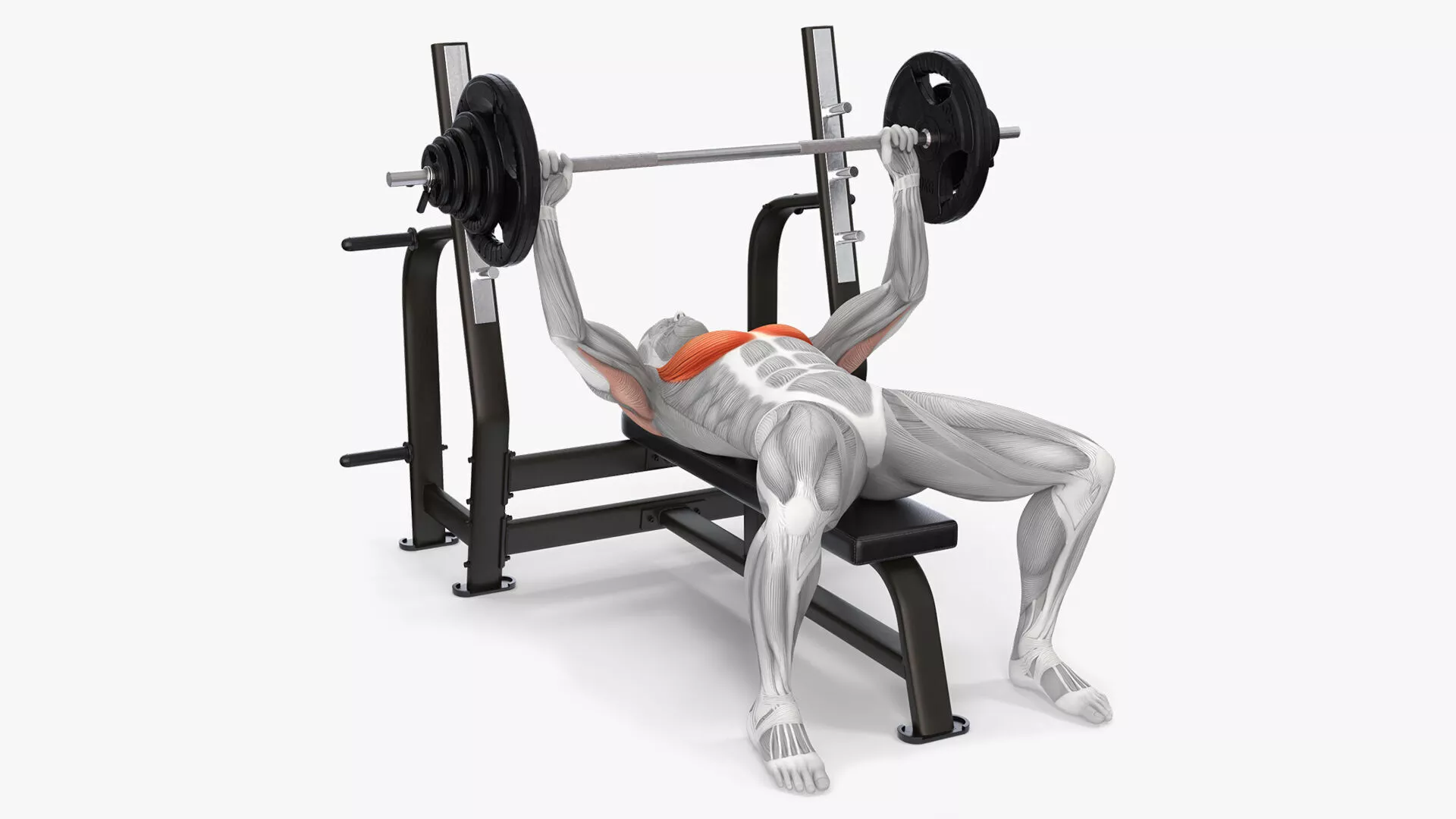 Male Muscular System Bench Press Animated Rigged 3D model
