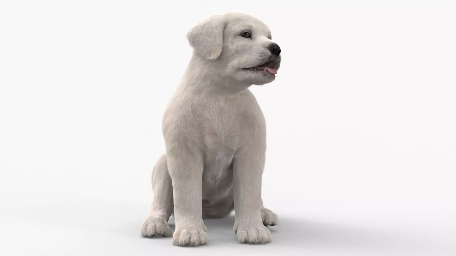 White Labrador Retriever Puppy Sitting Pose Fur for Maya 3D model