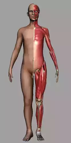 Human Anatomy