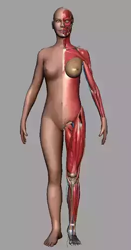 Human Anatomy 3D model female