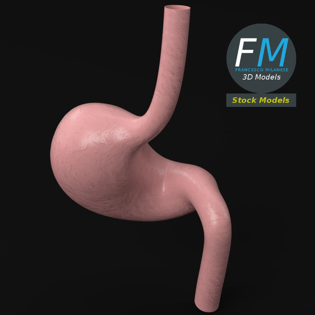 Anatomy - Human stomach 3D model_5