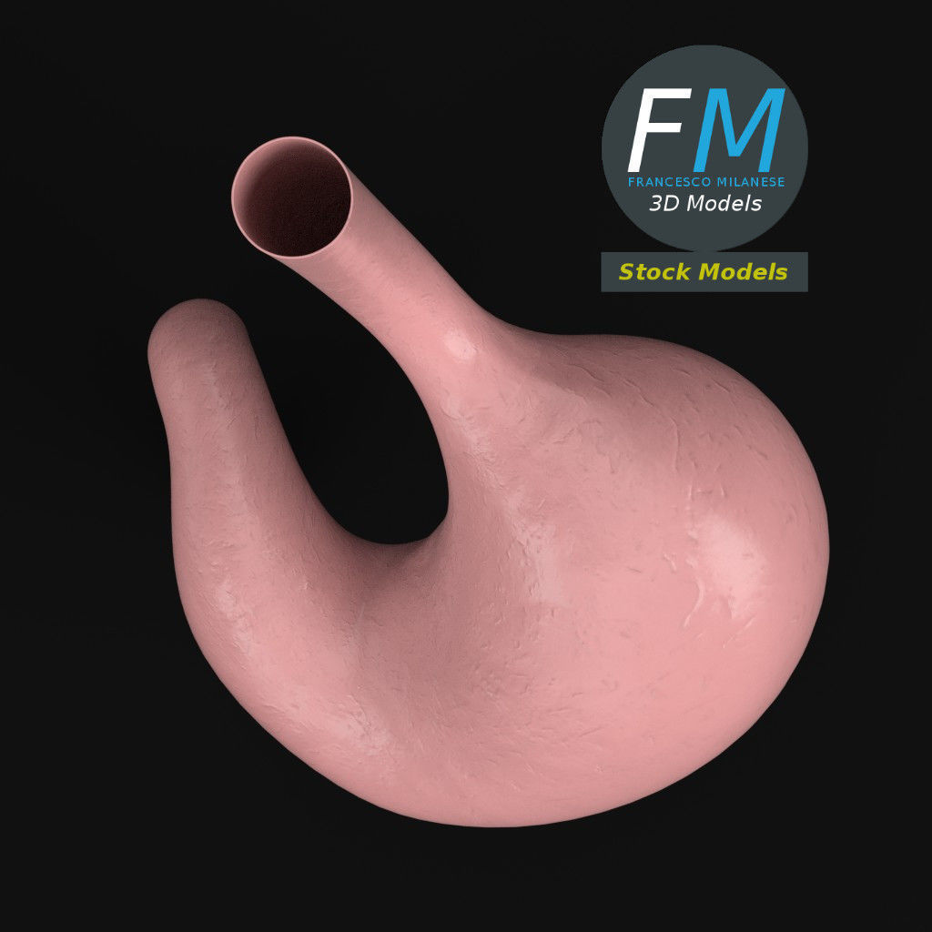 Anatomy - Human stomach 3D model_6
