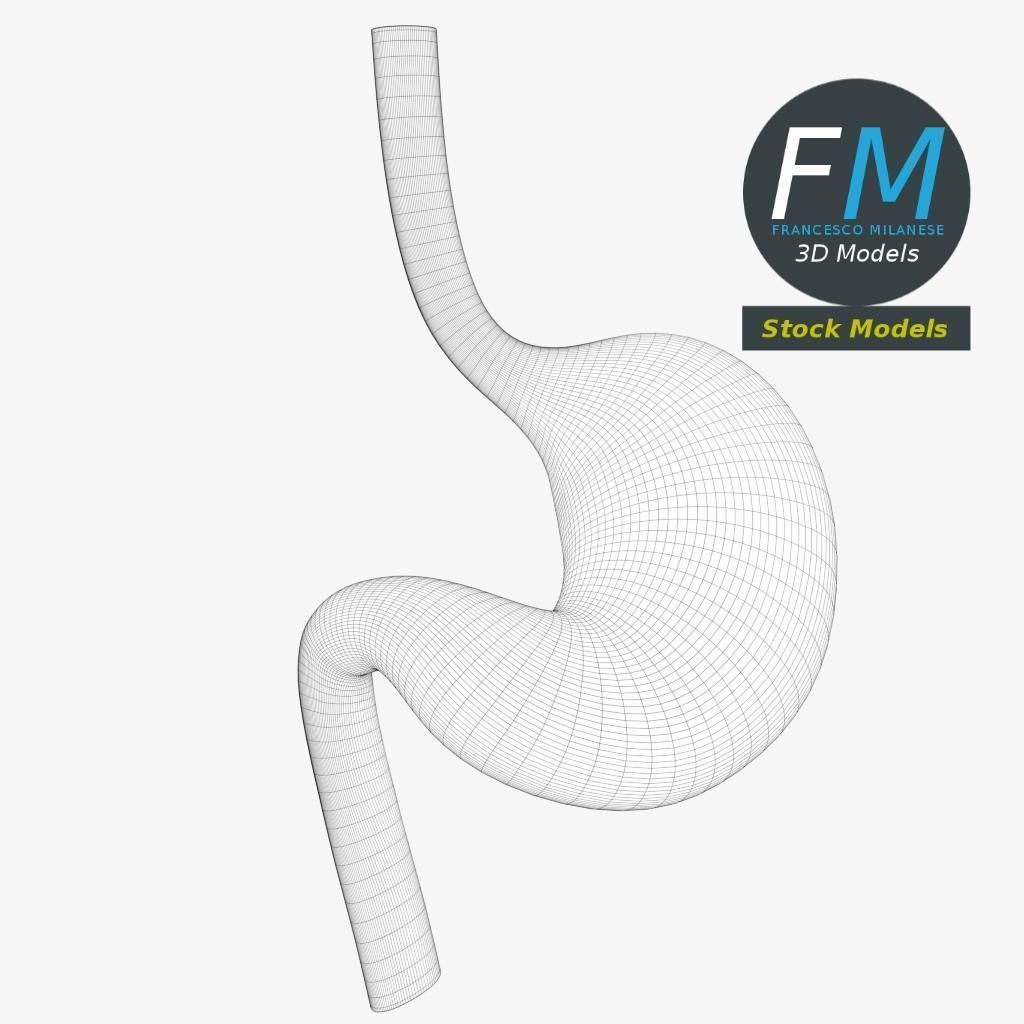 Anatomy - Human stomach 3D model_7