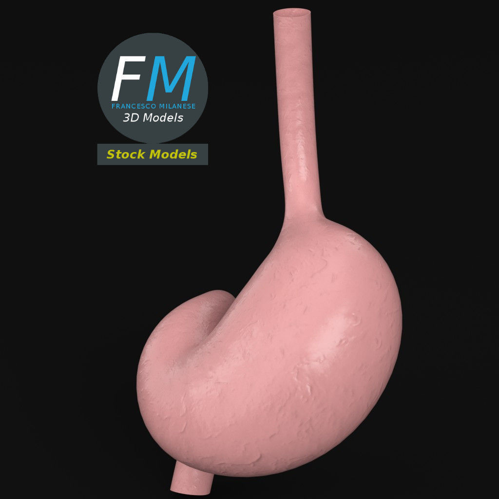 Anatomy - Human stomach 3D model_2