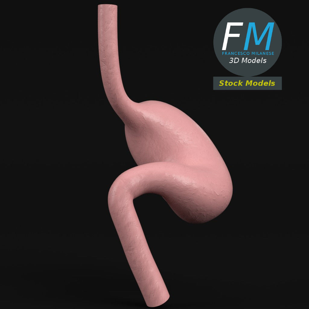 Anatomy - Human stomach 3D model_4