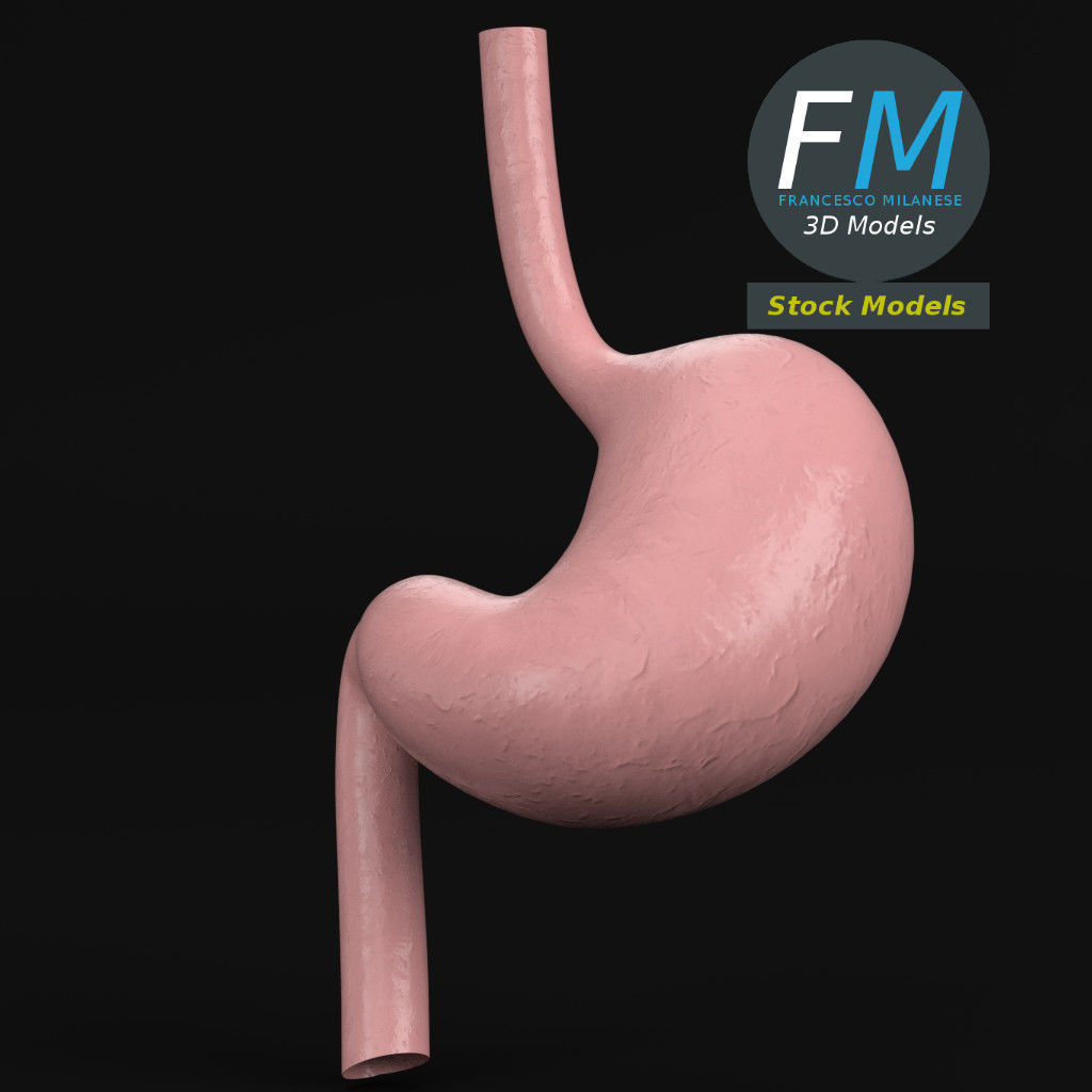 Anatomy - Human stomach 3D model_3