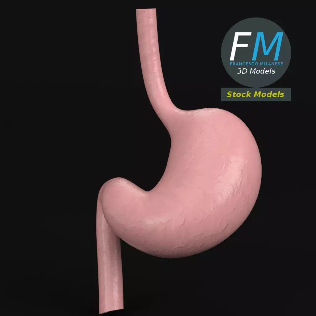 Anatomy - Human stomach 3D model_0