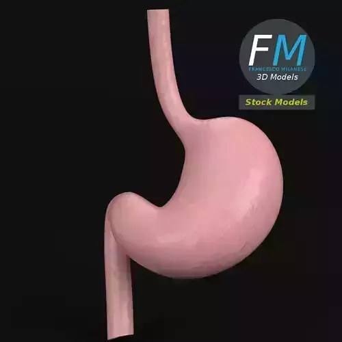 Anatomy - Human stomach 3D model