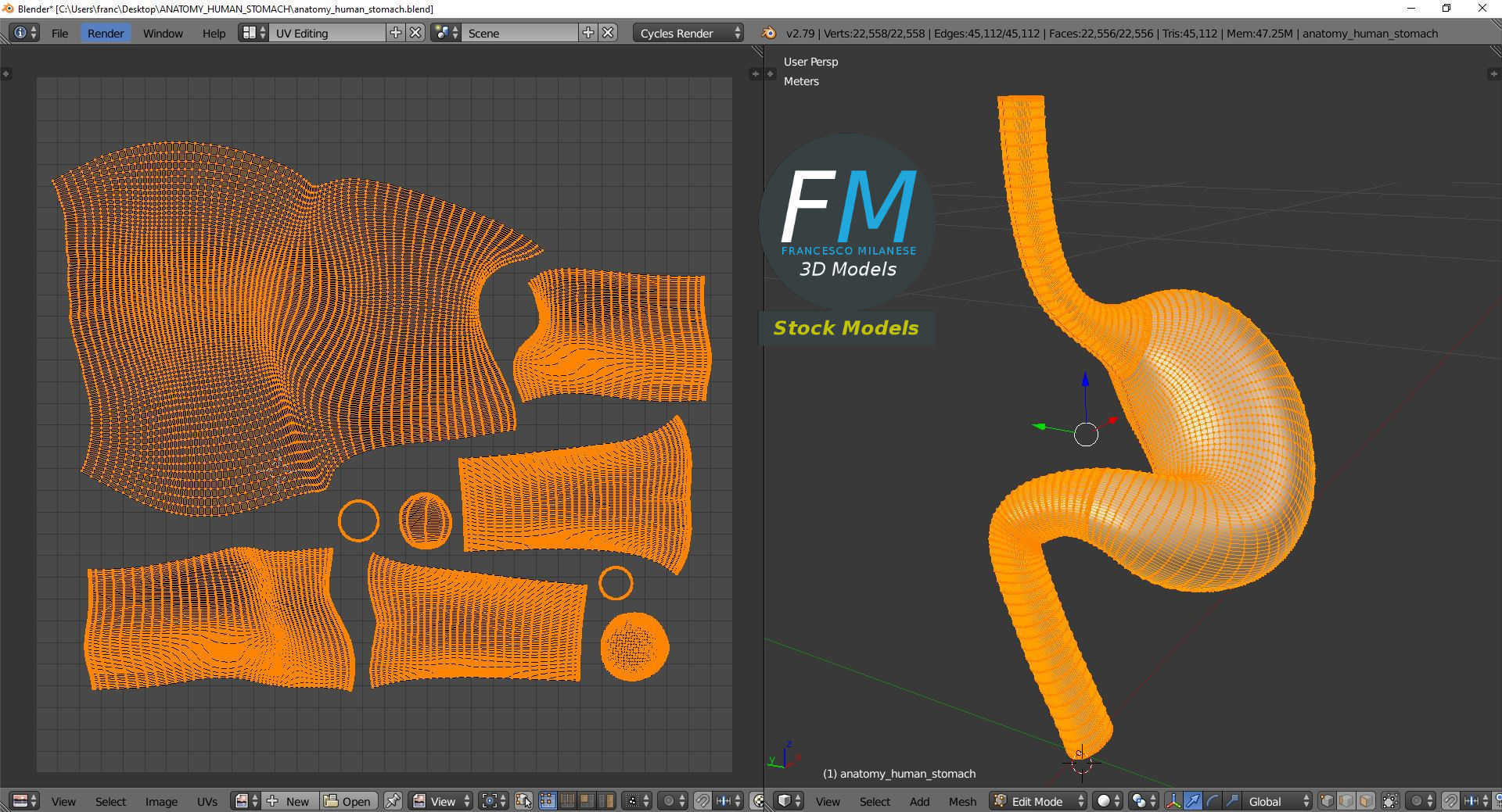 Anatomy - Human stomach 3D model_10