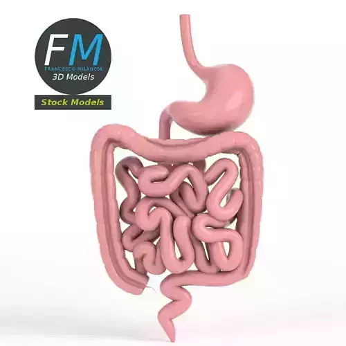 Anatomy - Digestive gastrointestinal tract 2 3D model
