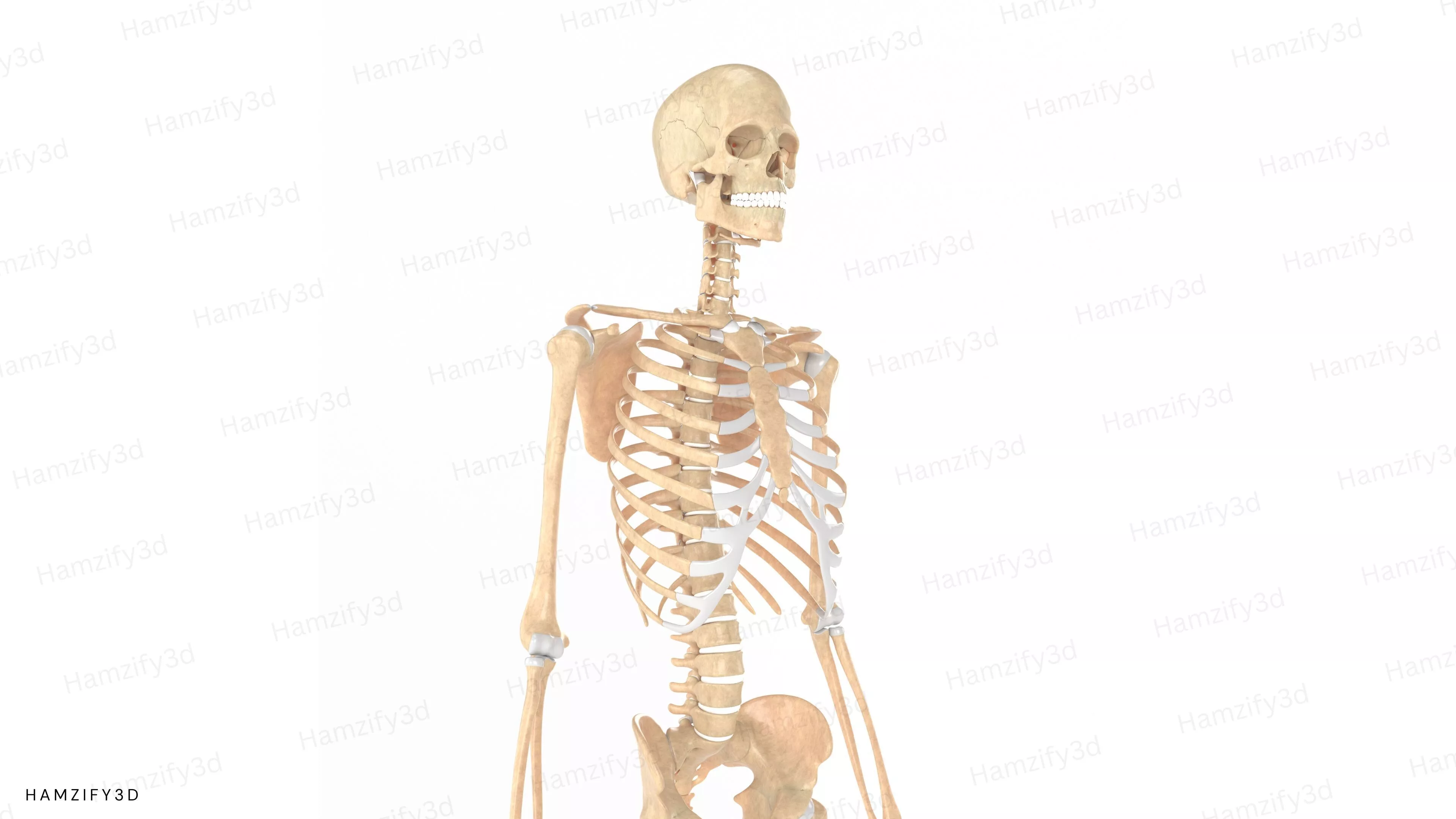 Human Skeleton 3D Model with Intervertebral Discs 3D model