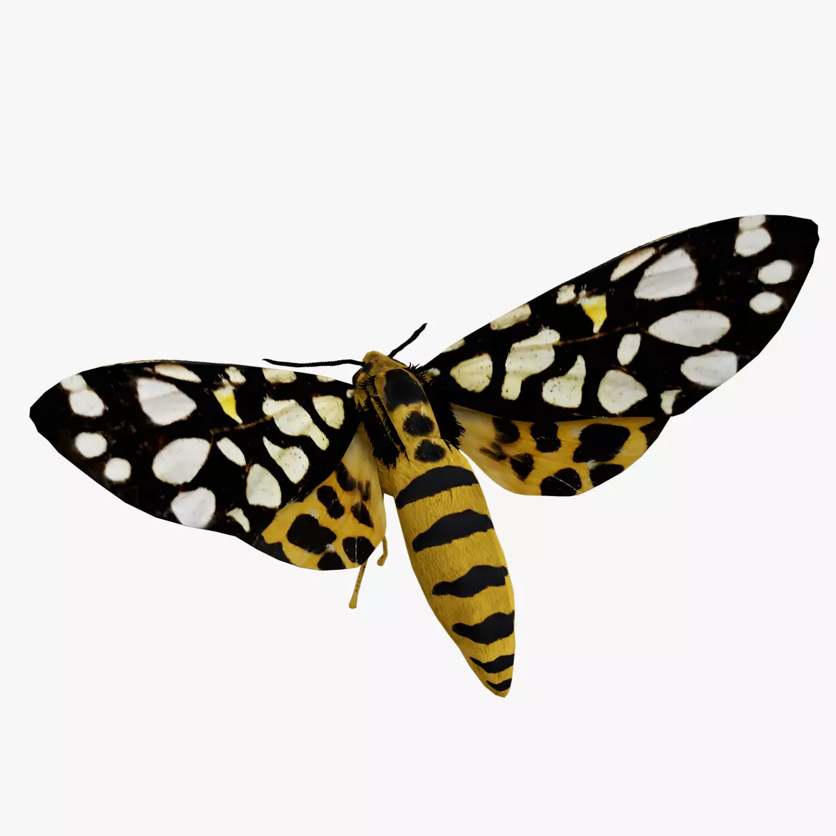 Moth Aglaomorpha histrio Low-poly 3D model