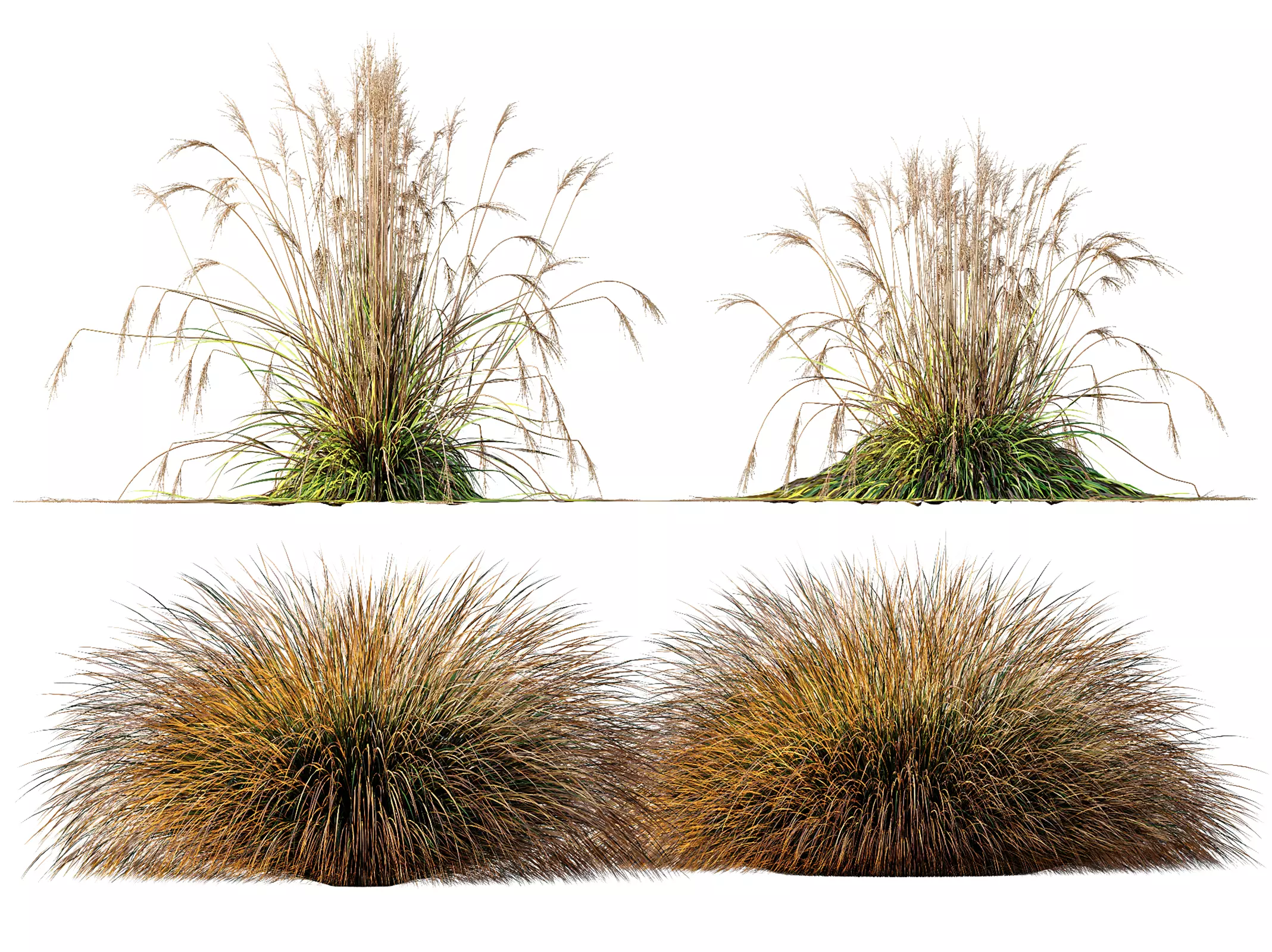 AV Carex Testacea Orange Sedge Grass Molinia Caerulea 3D model