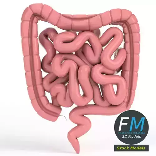 Anatomy - Human Intestine 3D model