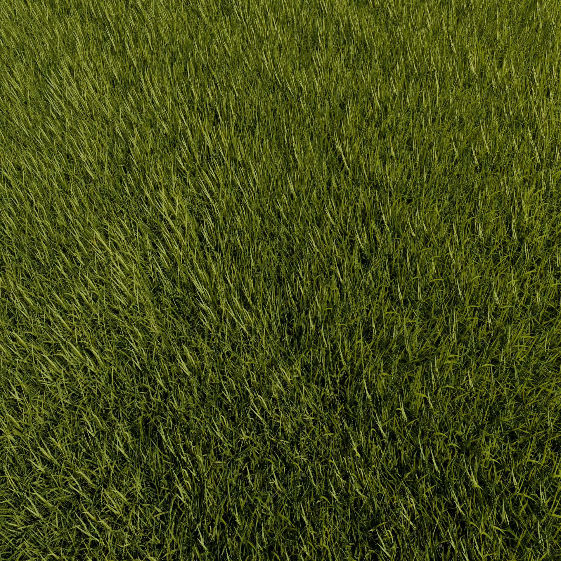Realistic grass animated Free 3D model