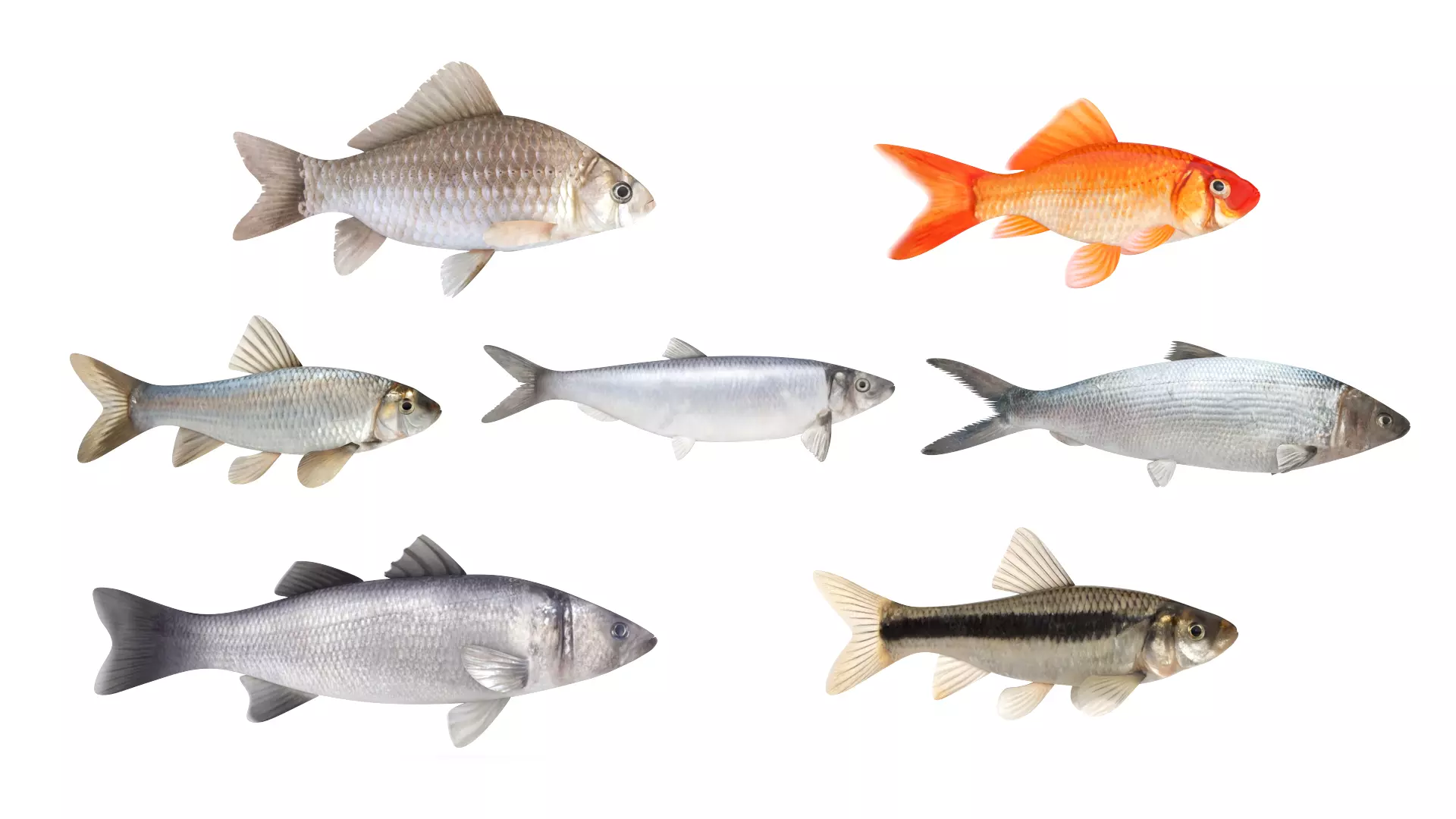 Fish Collection 3D model