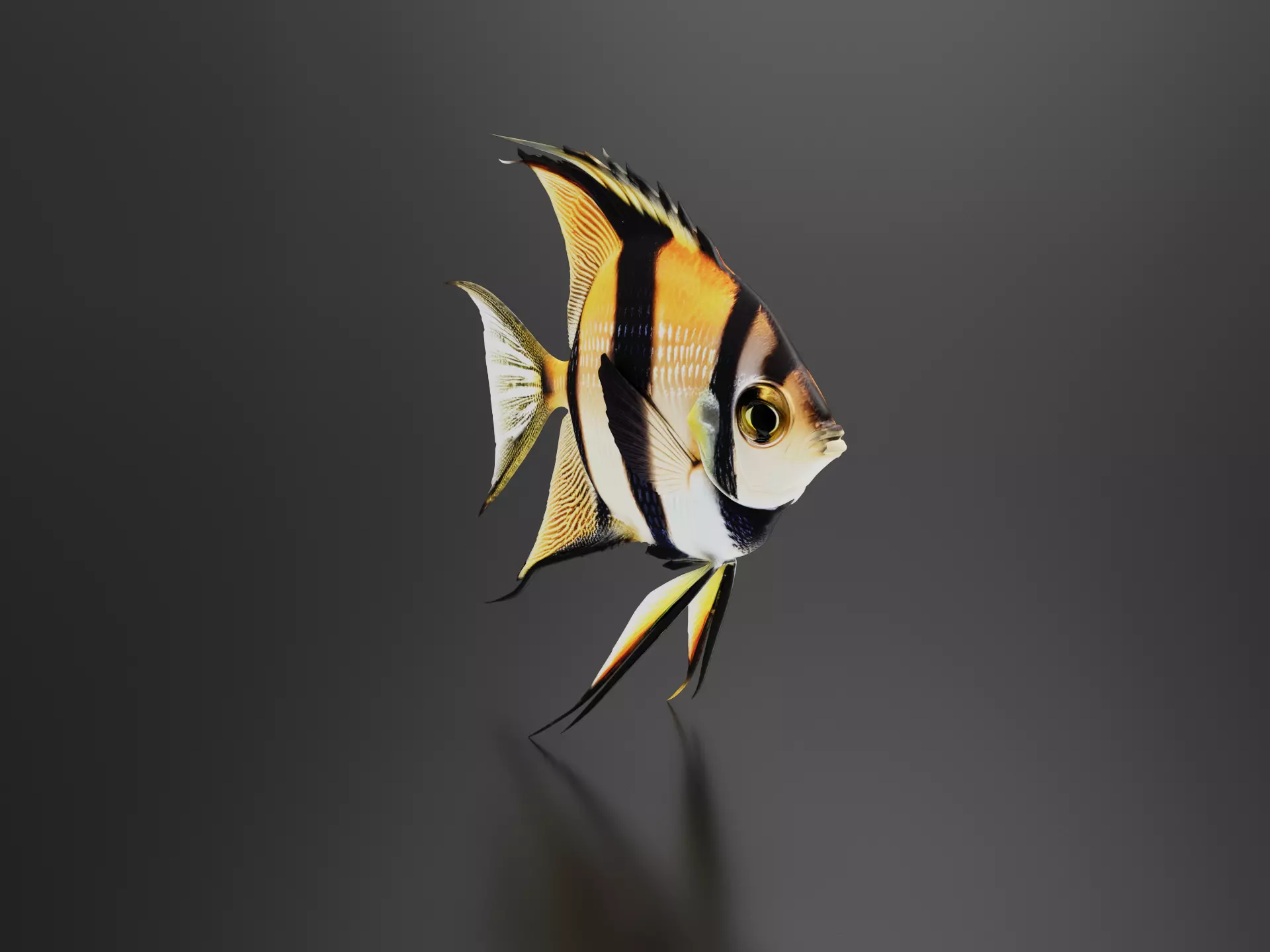 Angelfish 3D print model
