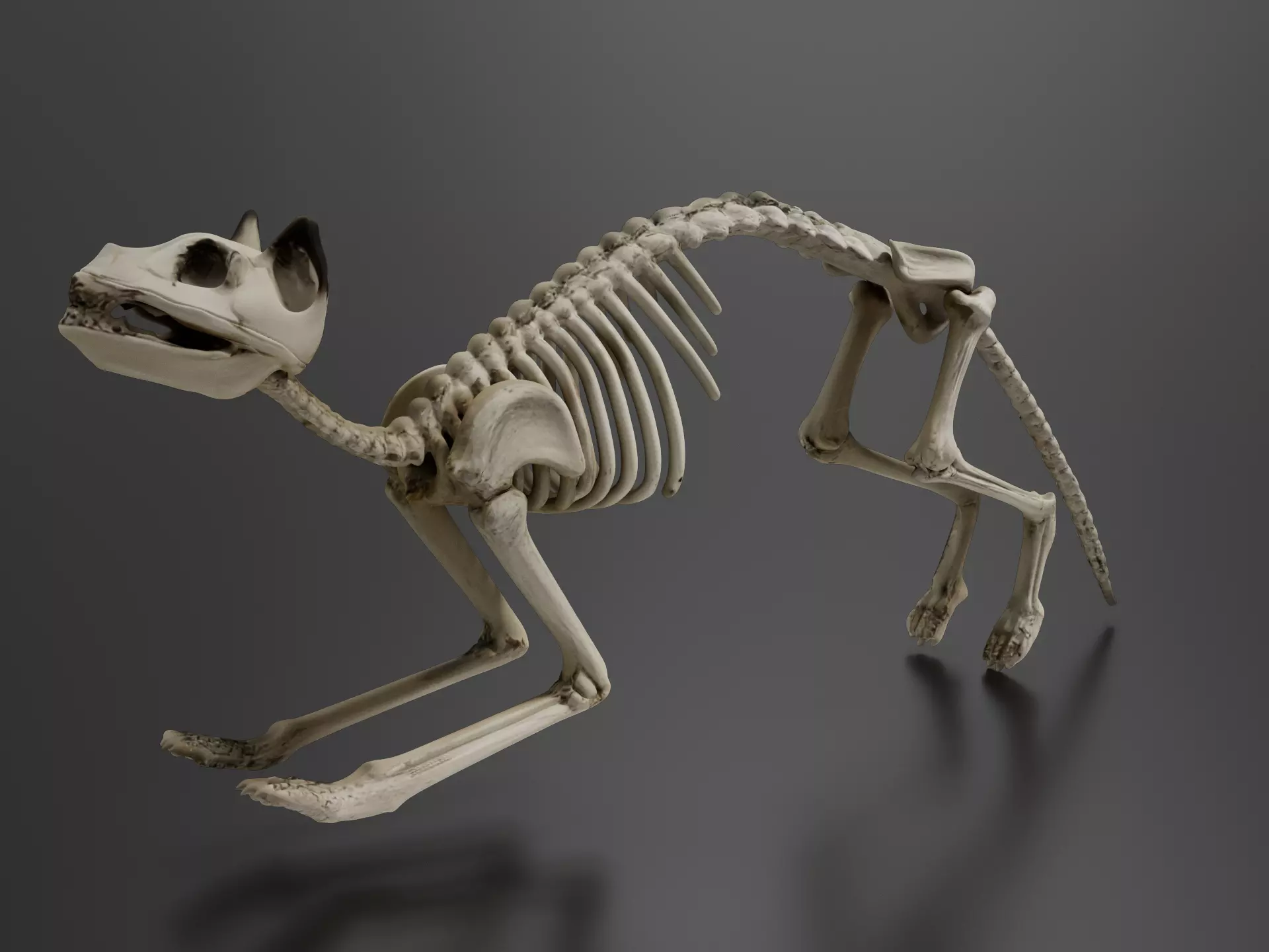 Cat skeleton 3D print model