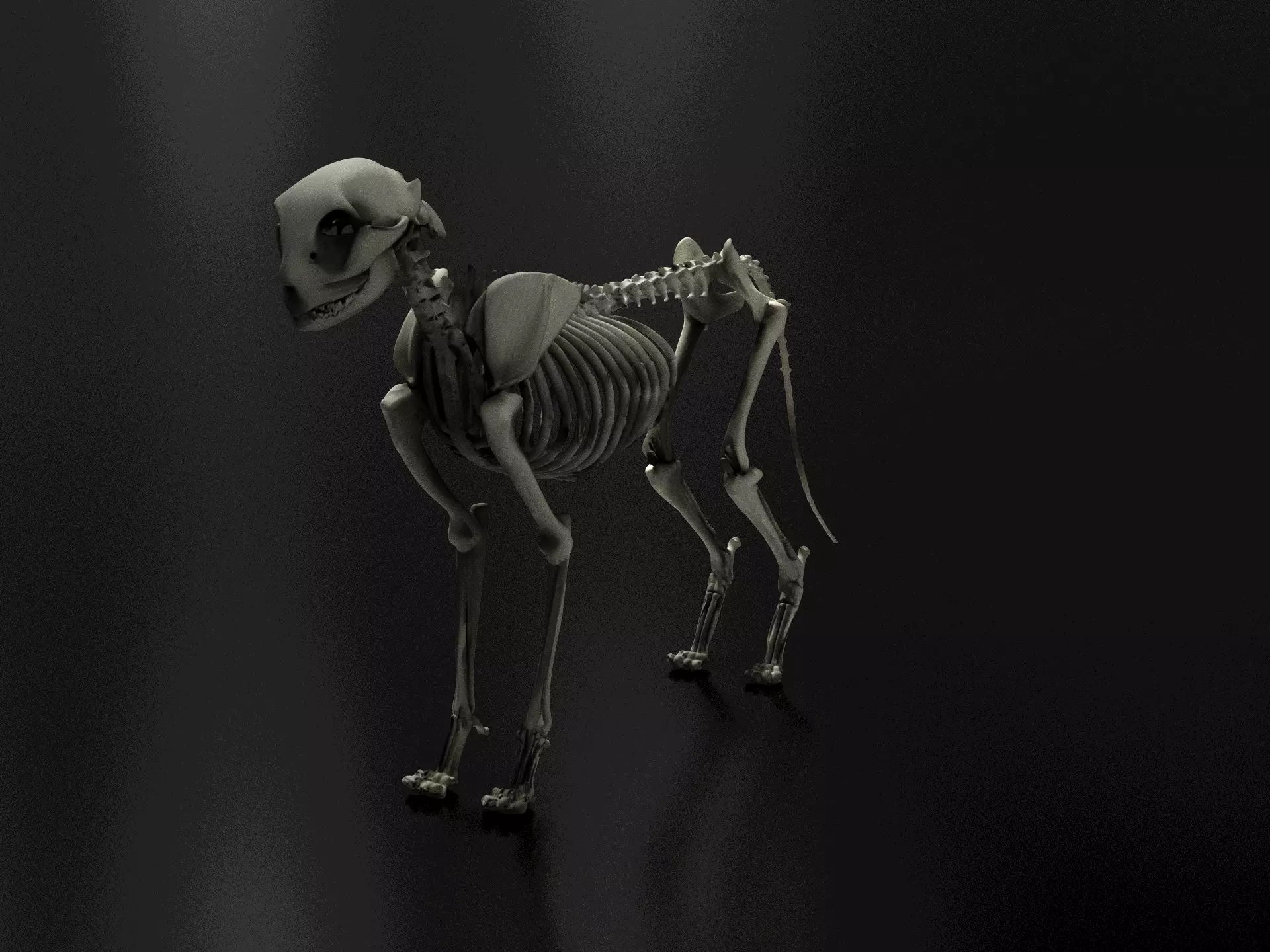 cat-skeleton 3D print model