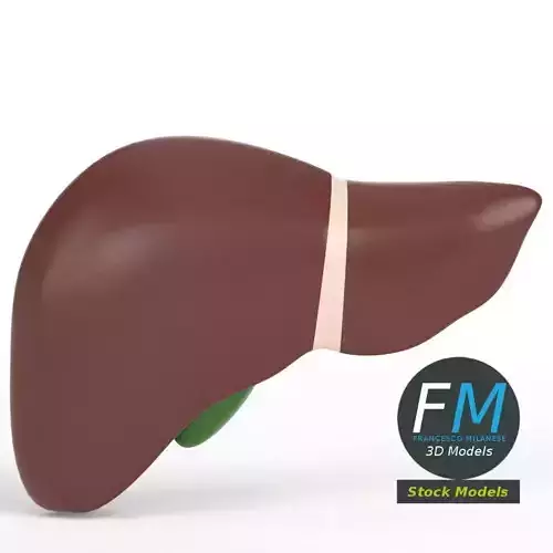 Anatomy - Human liver and gallbladder 3D model