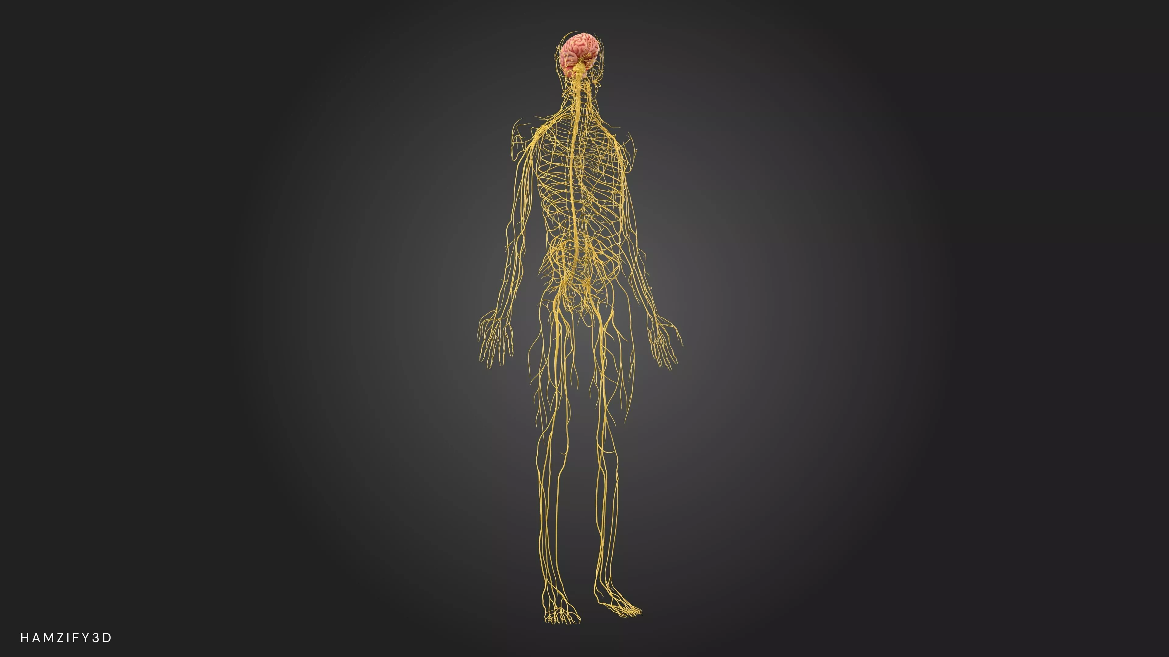 Human Brain and Nervous System Anatomy - Realistic 3D Model 3D model