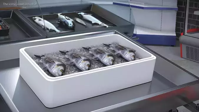 Fresh Gilthead Dorado in Styrofoam Box with Ice 3D model 2