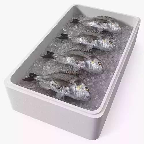 Fresh Gilthead Dorado in Styrofoam Box with Ice 3D model 6