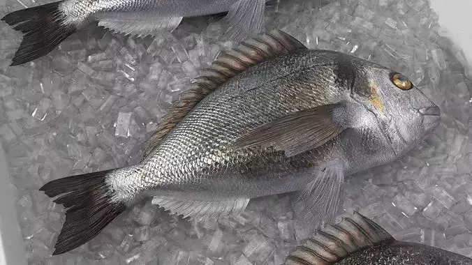 Fresh Gilthead Dorado in Styrofoam Box with Ice 3D model 5