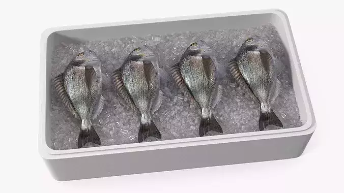Fresh Gilthead Dorado in Styrofoam Box with Ice 3D model 3