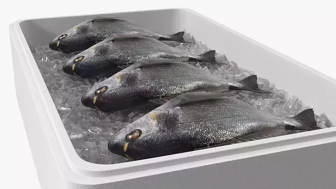 Fresh Gilthead Dorado in Styrofoam Box with Ice 3D model 4