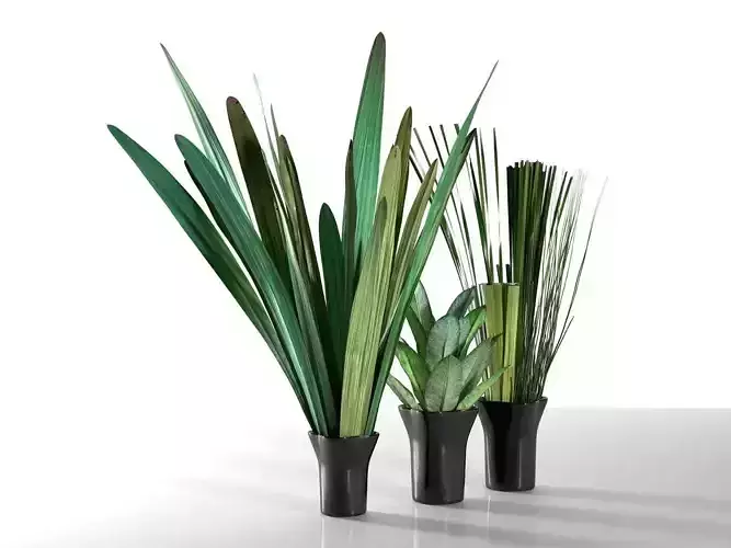 Exotic Plants in Pots