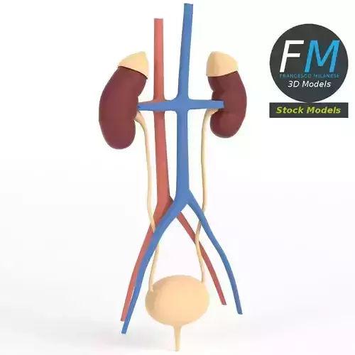 Anatomy - Human kidney and urinary system 3D model