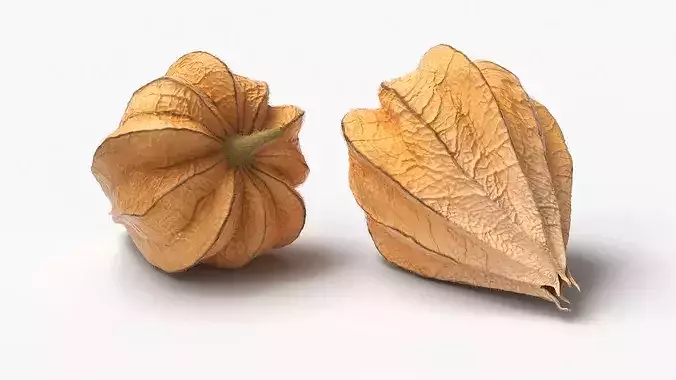 Ripe Physalis Covered Husk Fur 3D model 4