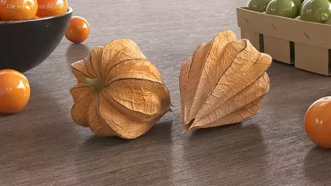 Ripe Physalis Covered Husk Fur 3D model 3