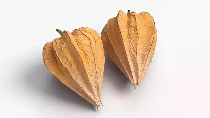 Ripe Physalis Covered Husk Fur 3D model 5