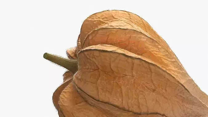 Ripe Physalis Covered Husk Fur 3D model 6