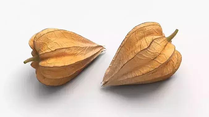 Ripe Physalis Covered Husk Fur 3D model