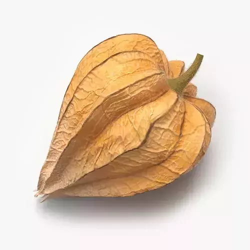 Ripe Physalis Covered Husk Fur 3D model 2