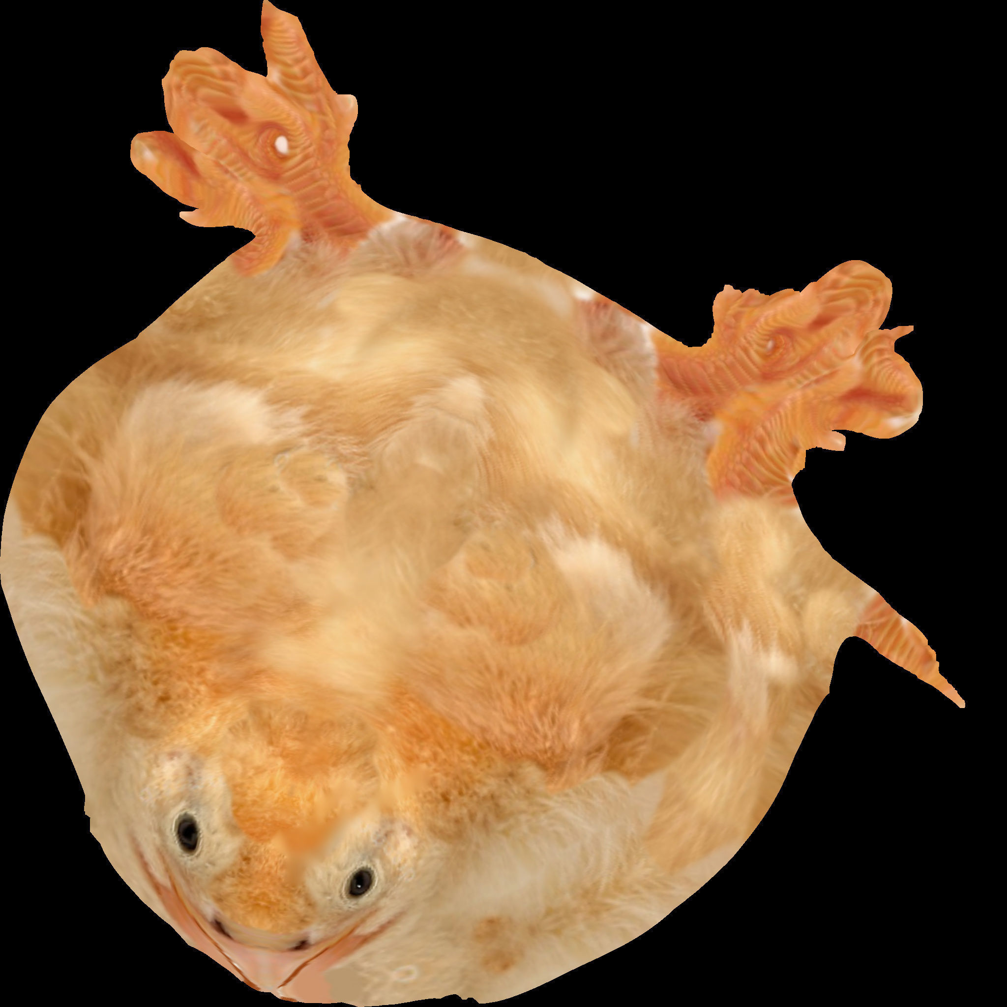 Chick Pulcino 3D model_1