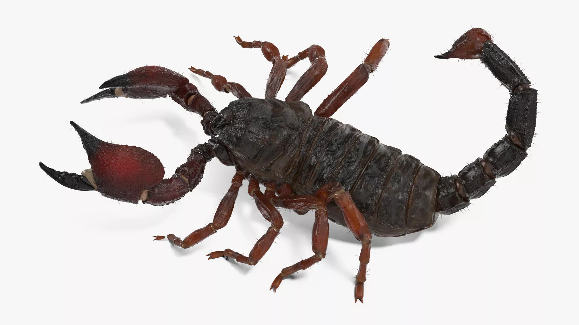 Realistic Scorpion Rigged for Maya 3D model