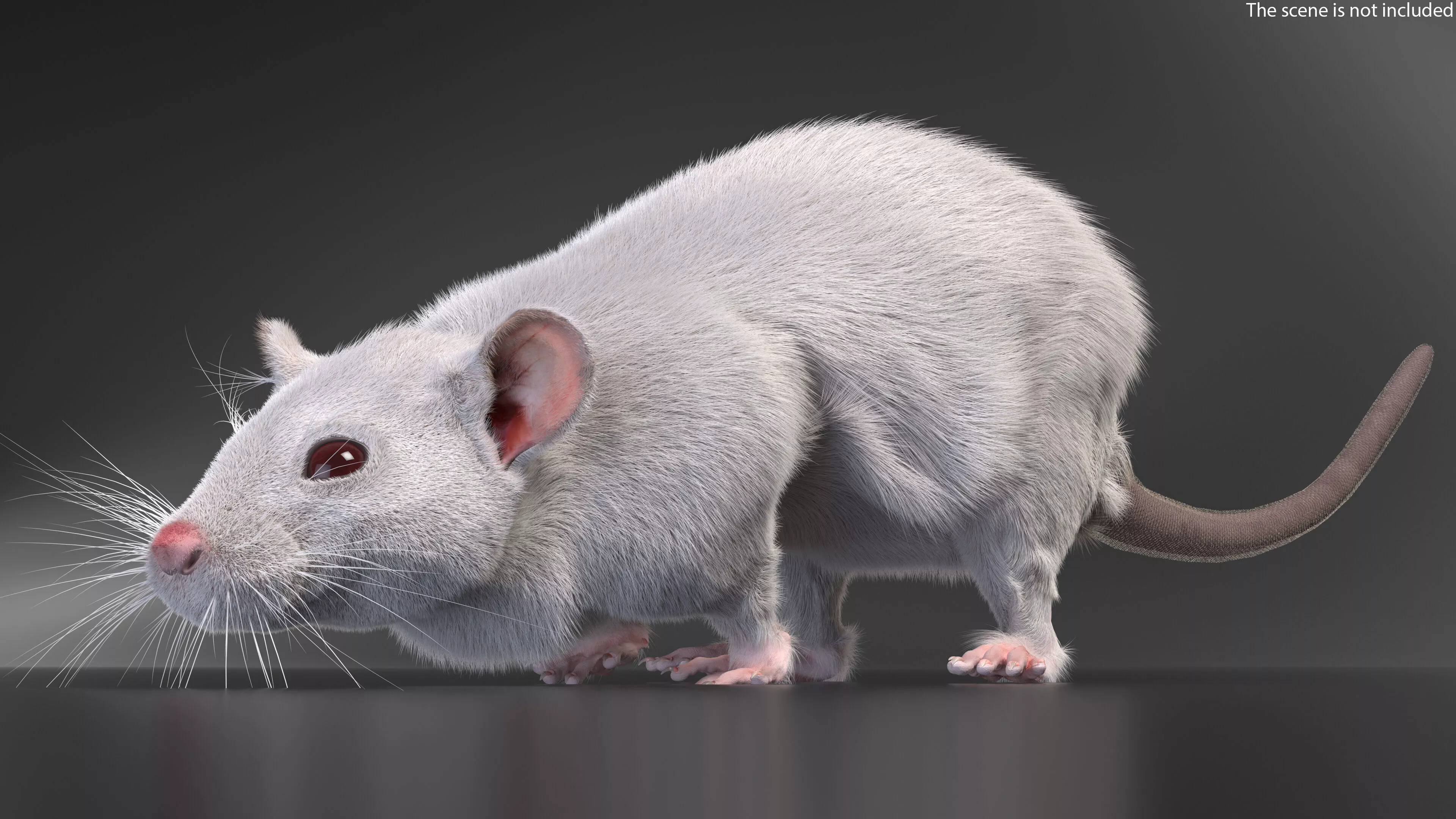 Running White Rat Fur Animated Rigged 3D model