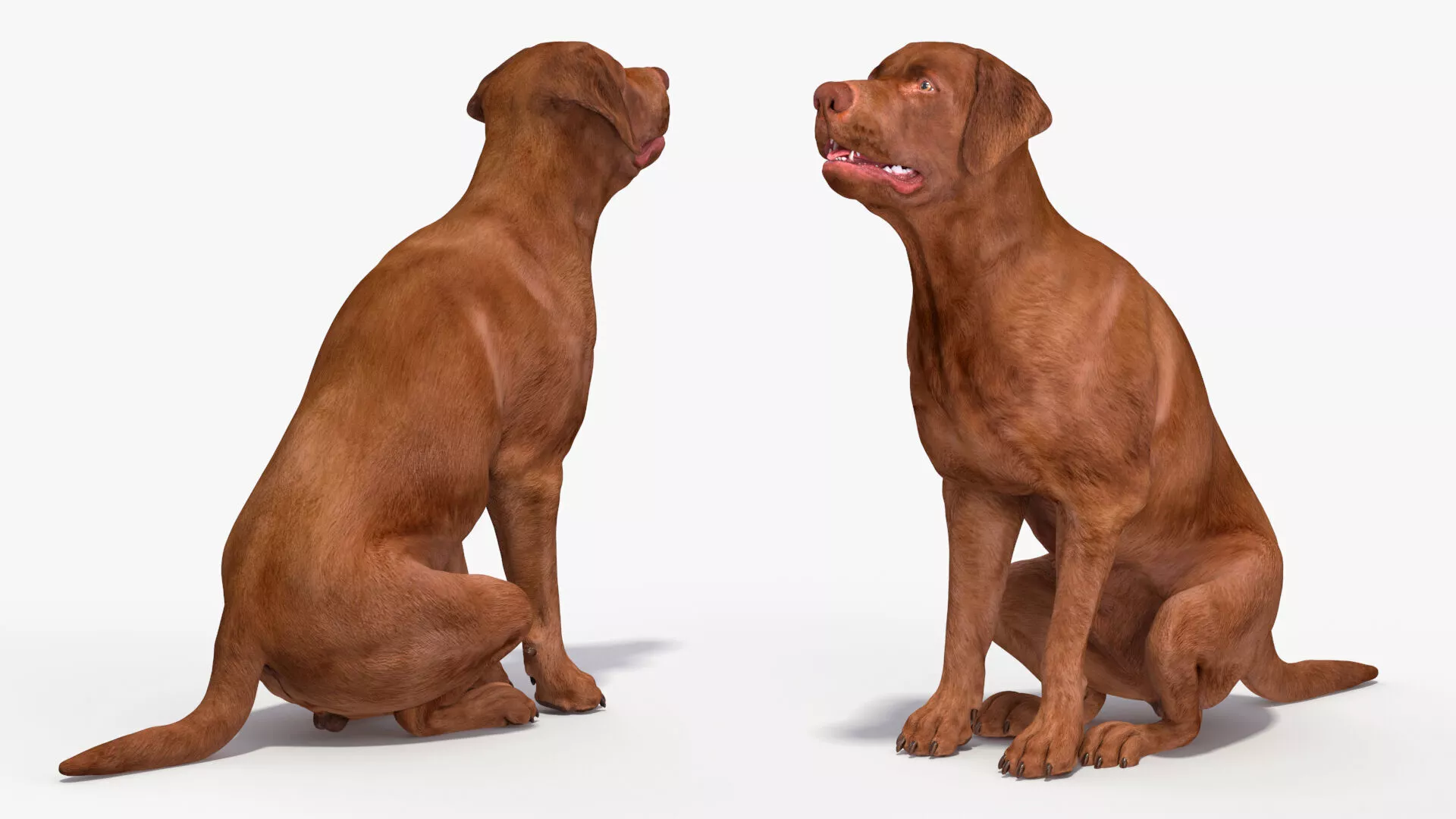 Brown Labrador Dog Begging Pose Animated Rigged for Maya 3D model
