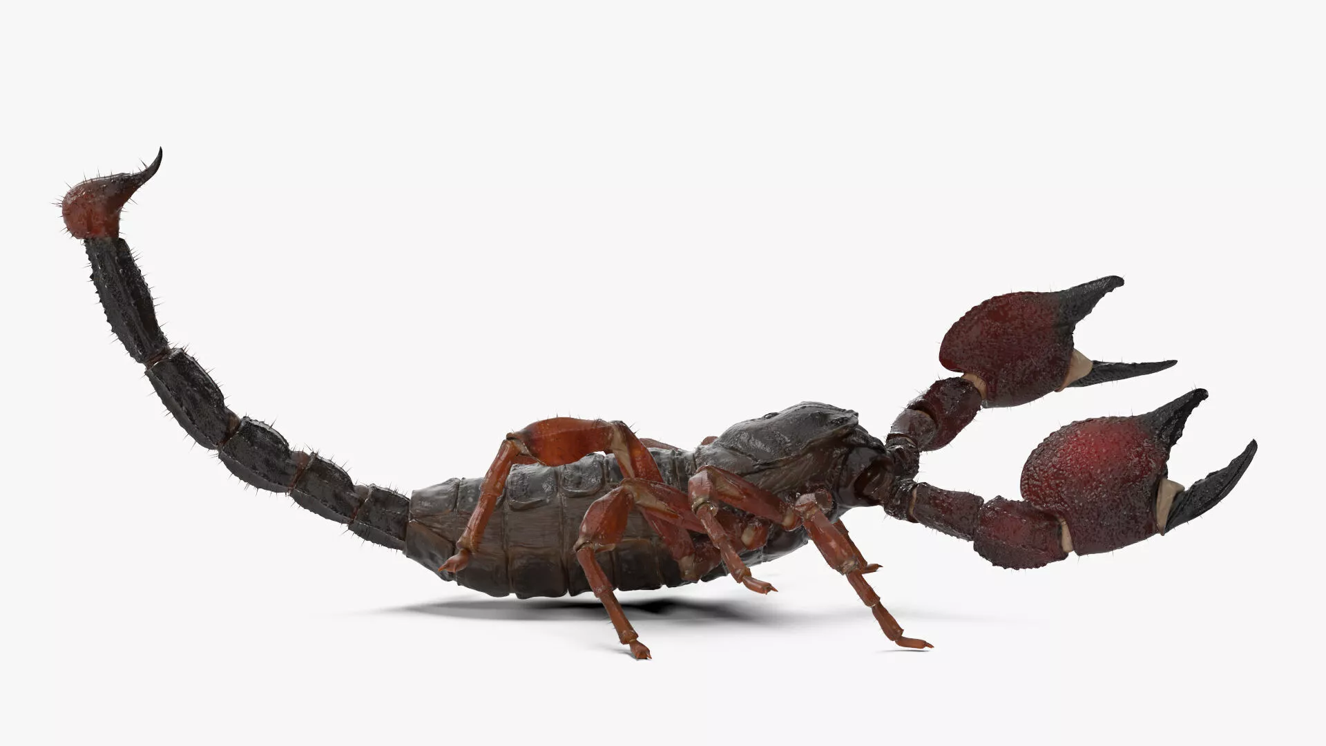 Realistic Scorpion Rigged for Cinema 4D 3D model