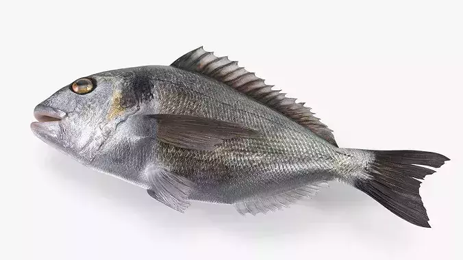 Cooking Set for Gilthead Seabream with Lemon and Herbs 3D model 6