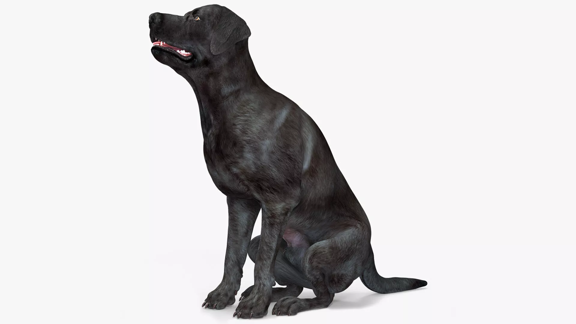 Black Begging Labrador Dog Animated Rigged for Cinema 4D 3D model