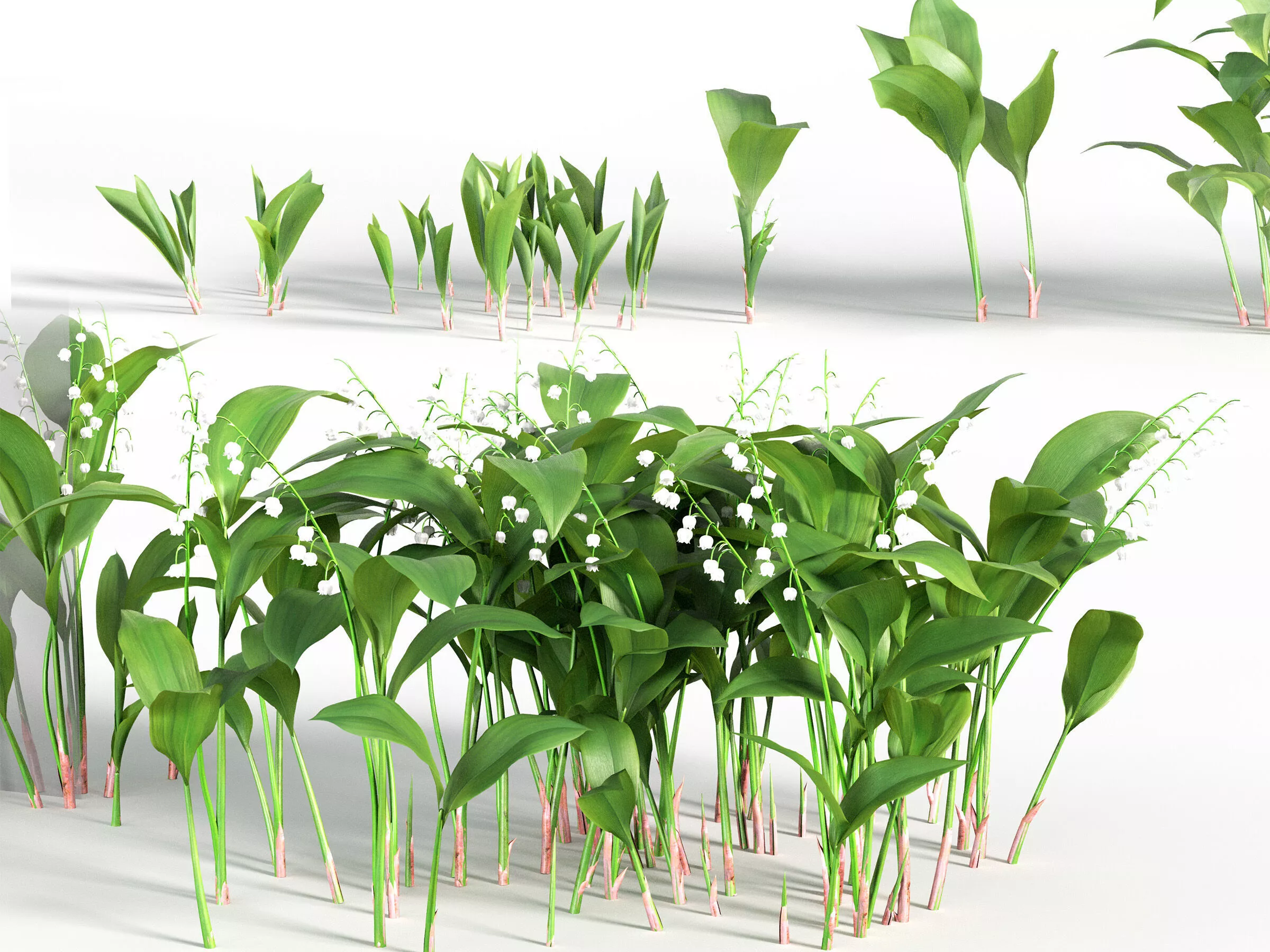Convallaria majalis - May bells 3D model