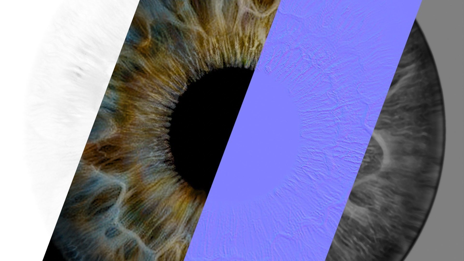 Human eye Photorealistic  Low-poly 3D model_26